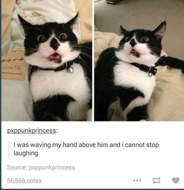 Cats are always funny