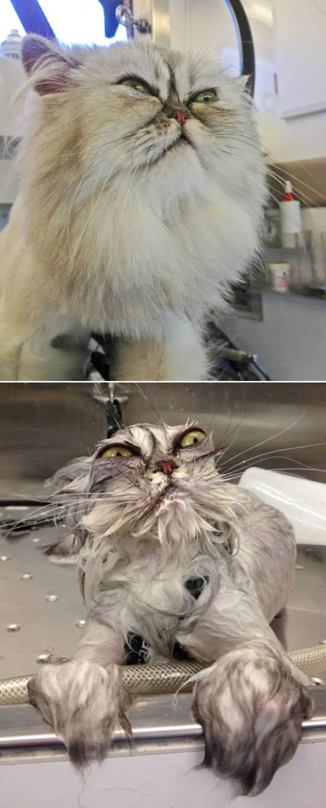 Hilarious faces of animals after bath - #1 