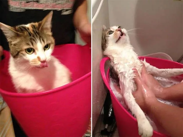 Hilarious faces of animals after bath - #10 
