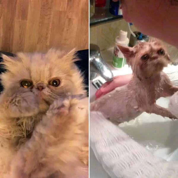 Hilarious faces of animals after bath - #14 