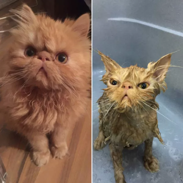 Hilarious faces of animals after bath - #2 