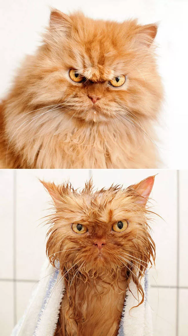 Hilarious faces of animals after bath - #5 