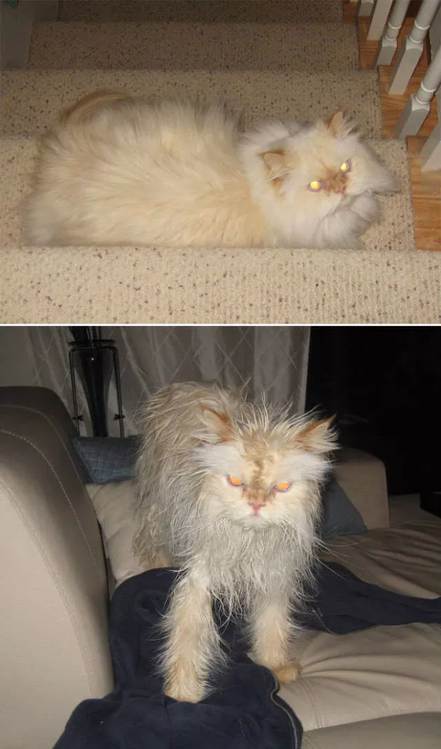 Hilarious faces of animals after bath - #7 