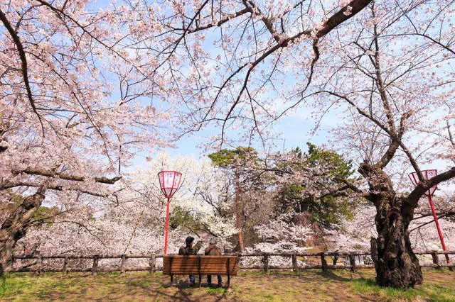 Magnifiques photos de fleur de cerisier au japon - #11 