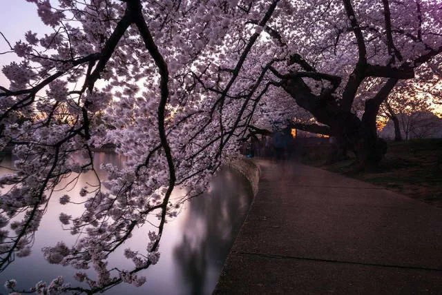 Magnifiques photos de fleur de cerisier au japon - #13 