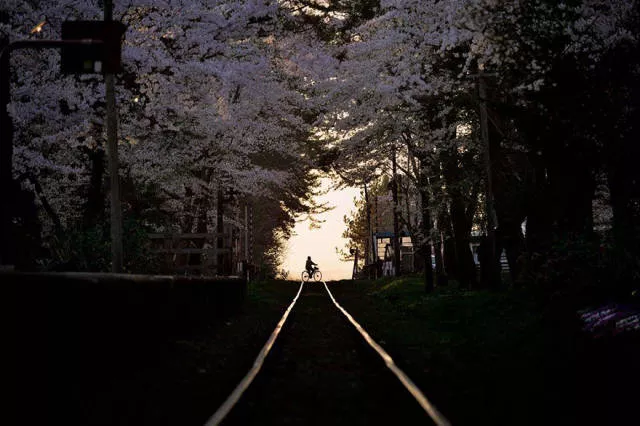 Magnifiques photos de fleur de cerisier au japon - #14 