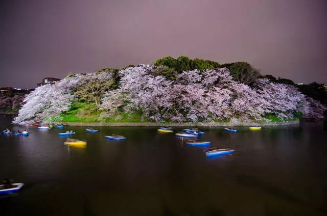 Magnifiques photos de fleur de cerisier au japon - #16 