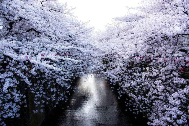Magnifiques photos de fleur de cerisier au japon - #2 
