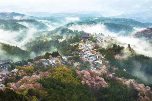 Magnifiques photos de fleur de cerisier au japon - #3 
