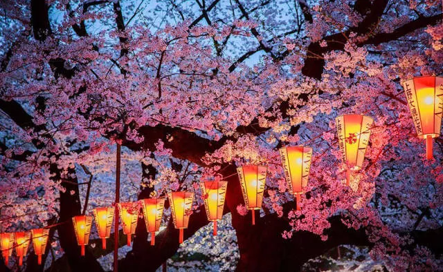 Magnifiques photos de fleur de cerisier au japon - #4 