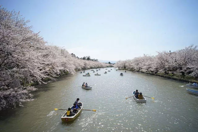 Magnifiques photos de fleur de cerisier au japon - #5 