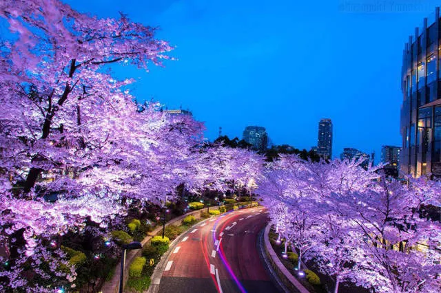 Magnifiques photos de fleur de cerisier au japon