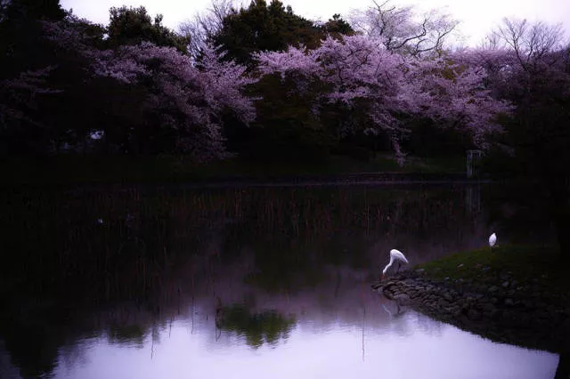 Magnifiques photos de fleur de cerisier au japon - #7 