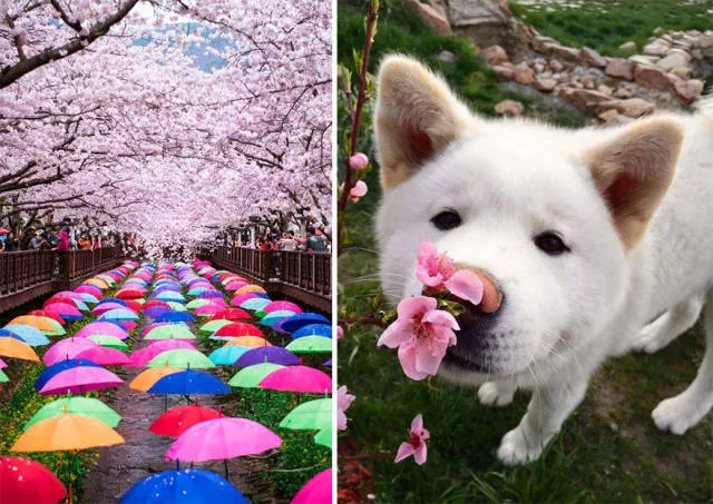 Magnifiques photos de fleur de cerisier au japon - #9 