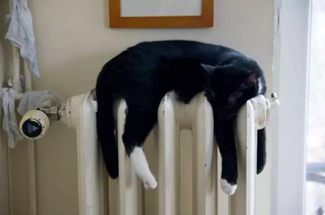 Ces chats aiment la chaleur