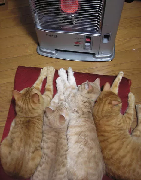 These cats love the heat - #25 
