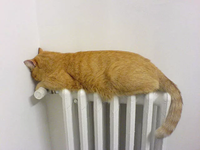 Ces chats aiment la chaleur - #27 