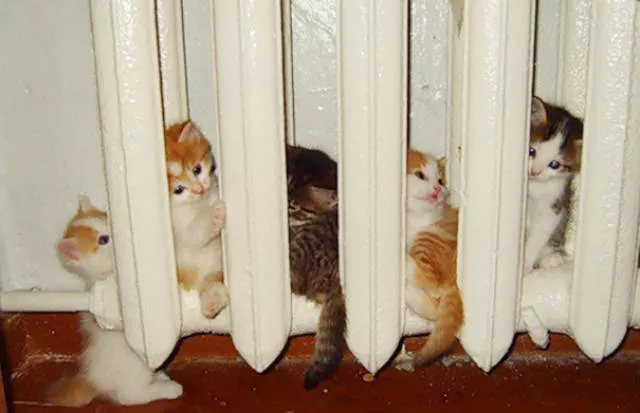 Ces chats aiment la chaleur - #29 