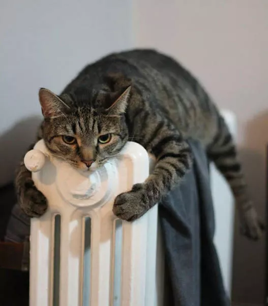 Ces chats aiment la chaleur - #30 