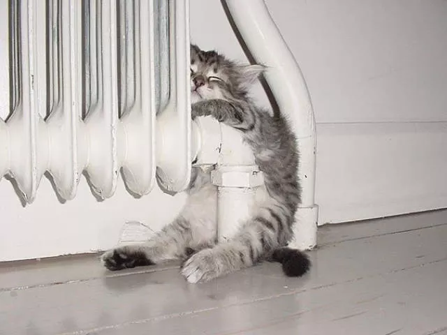 Ces chats aiment la chaleur