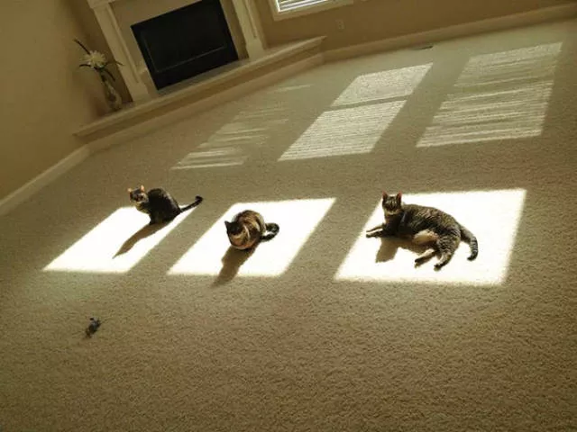 Ces chats aiment la chaleur - #33 