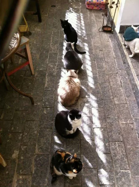 Ces chats aiment la chaleur - #34 