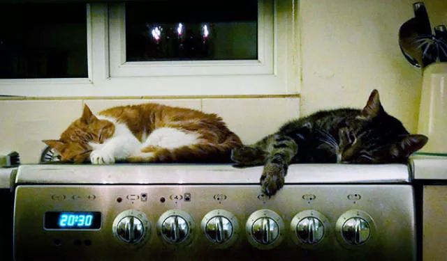 Ces chats aiment la chaleur - #38 