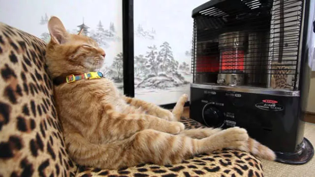 Ces chats aiment la chaleur - #42 