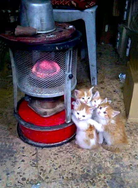 These cats love the heat