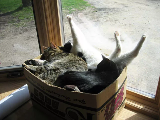 Ces chats aiment la chaleur - #48 