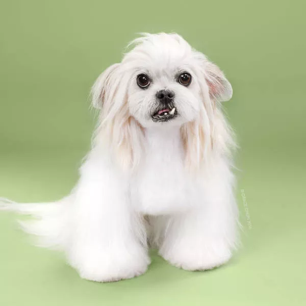 Cutest dogs before and after grooming - #10 
