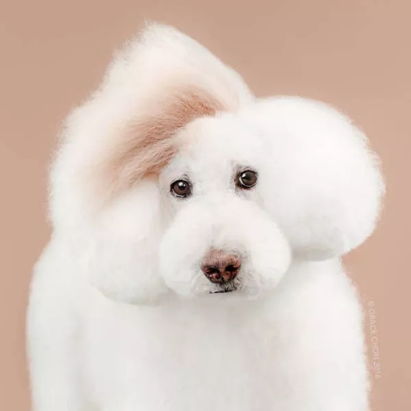 Cutest dogs before and after grooming - #12 