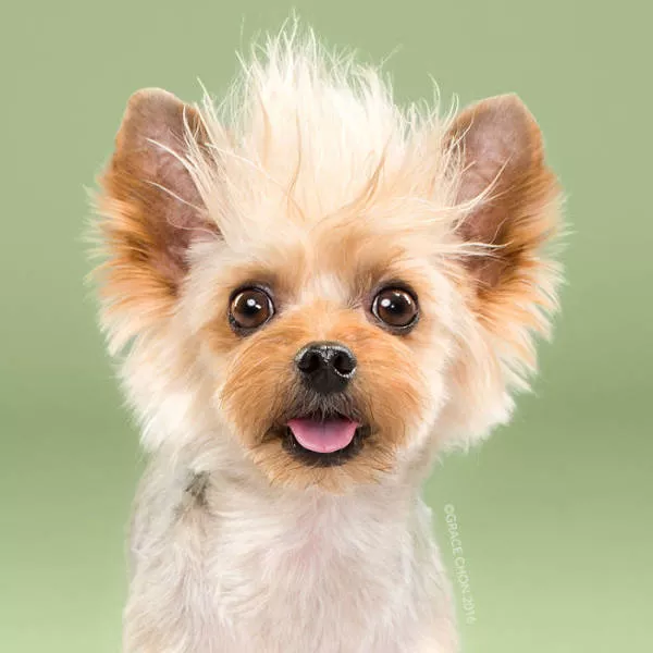 Cutest dogs before and after grooming - #14 