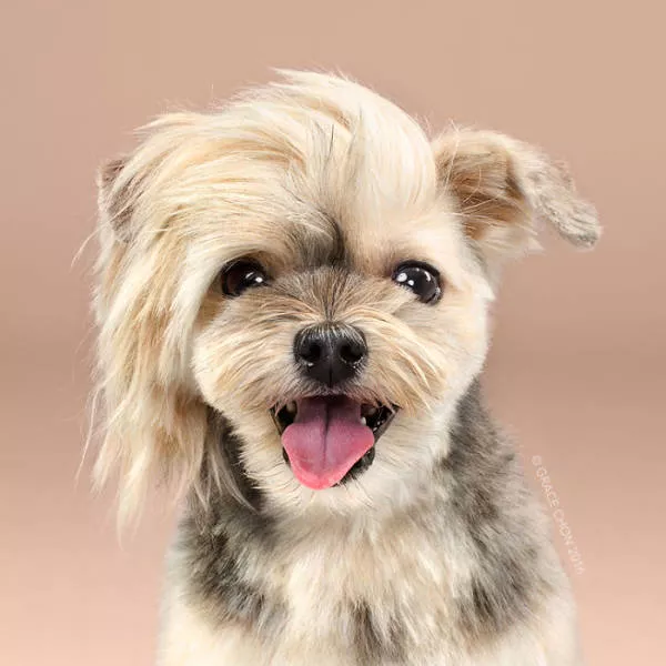 Cutest dogs before and after grooming - #4 