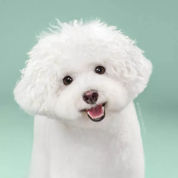 Cutest dogs before and after grooming - #6 