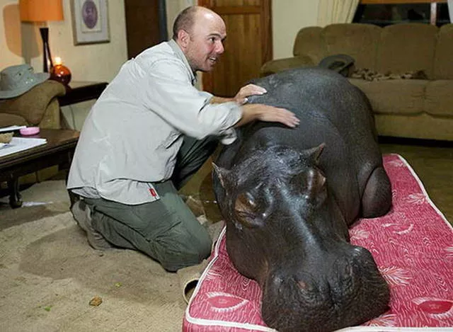41 most unusual pets you can have - #8 