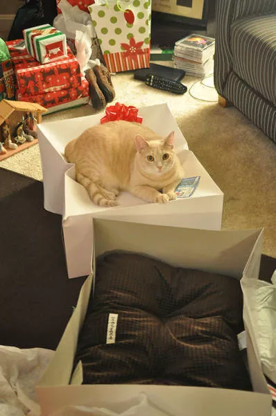 Why there is no need to buy gifts for cats