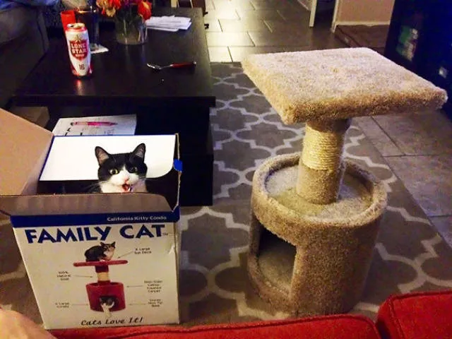 Why there is no need to buy gifts for cats - #9 
