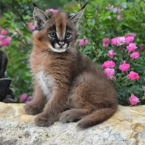 The prettiest cat species - #26 