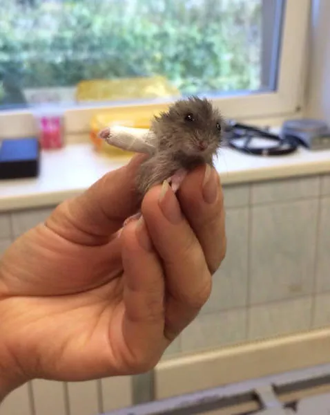 Tiny cute animal